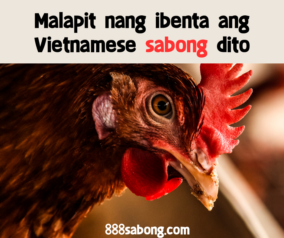 Sabong,Vietnamese Sabong