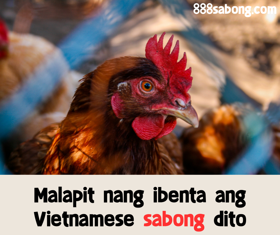 Malapit Nang Ibenta Ang Vietnamese Sabong Dito Ds88 8360