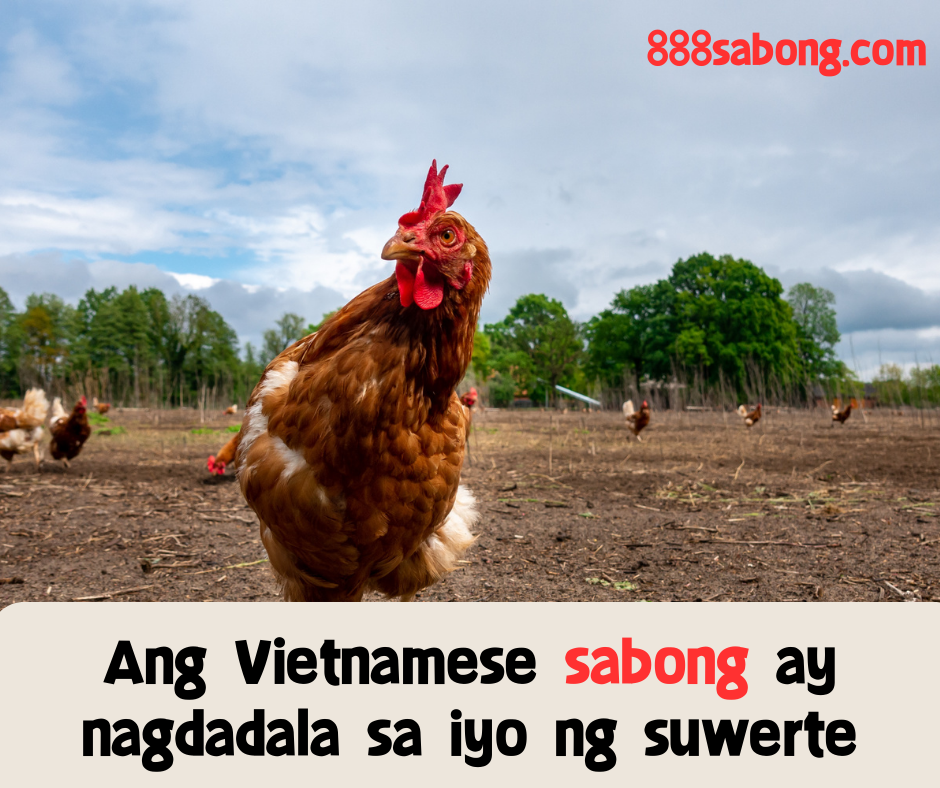 Sabong,Vietnamese Sabong